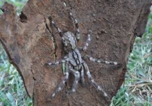 Sri Lanka da Dev Tarantula Bulundu!